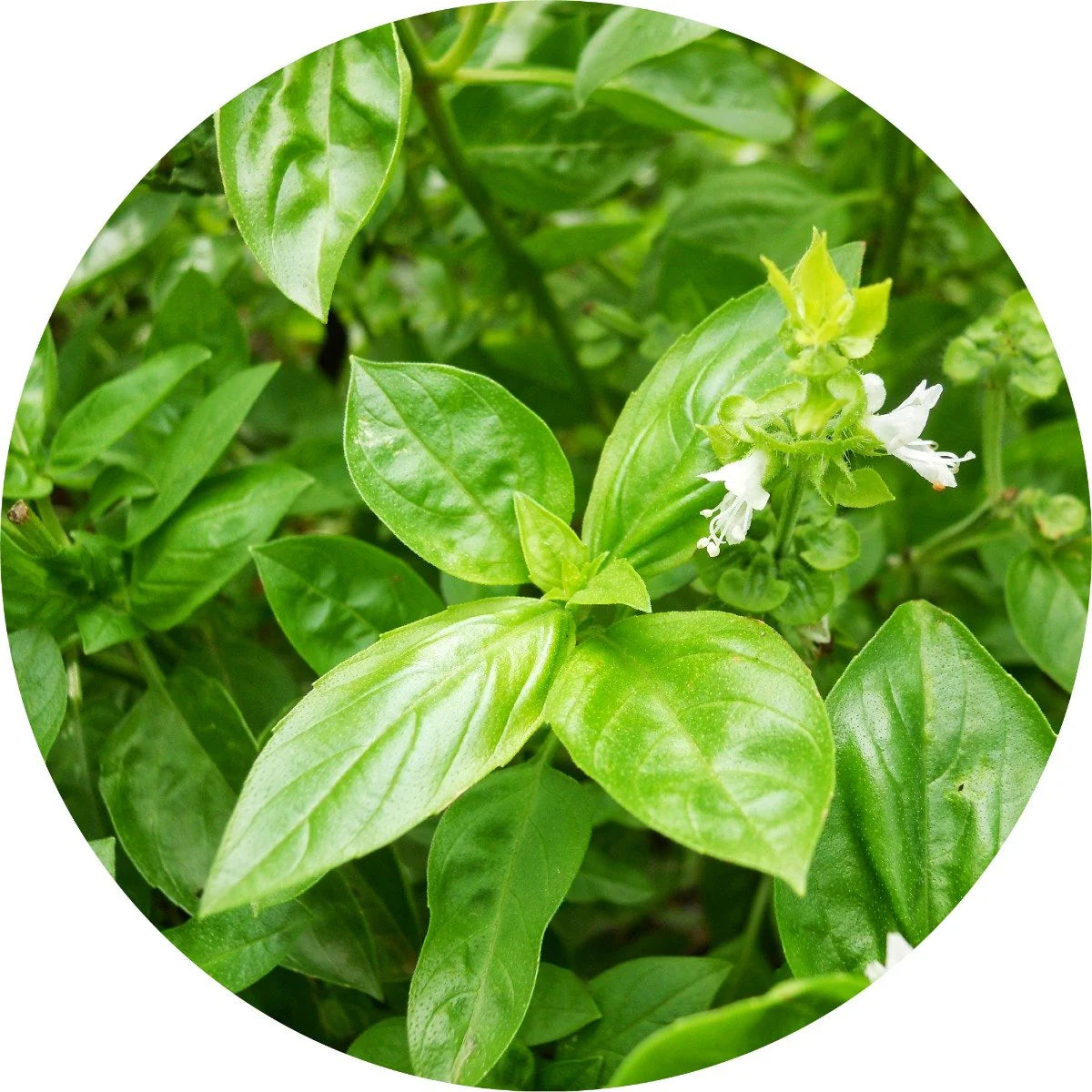 Living Libations | Basil Essential Oil